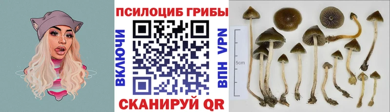 Псилоцибиновые грибы Psilocybine cubensis Дмитровск